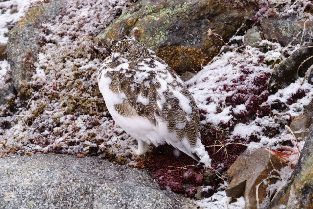 常念岳のチビ雷鳥4