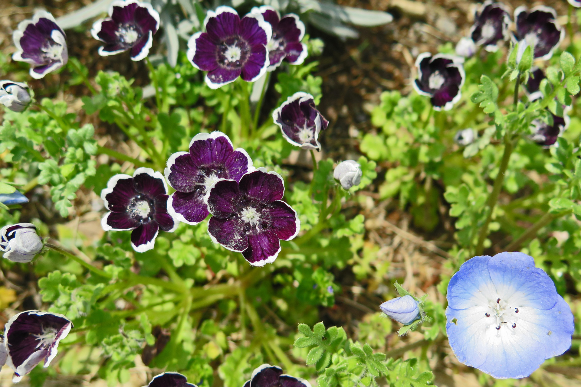 花 植物 ネモフィラ 壁紙19x1280 壁紙館