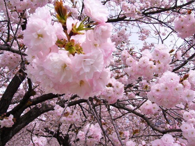 千曲川堤の一葉桜