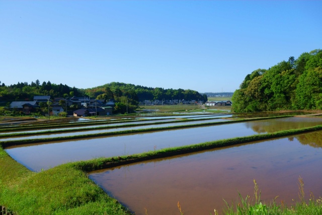 苗を待つ水田