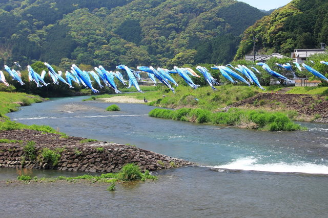 川で泳ぐカツオの群