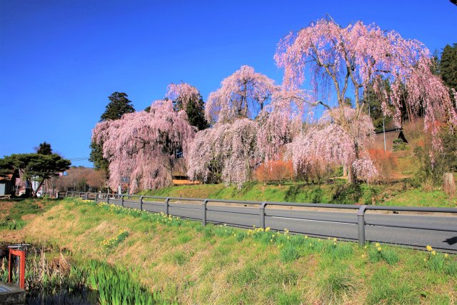 達谷窟毘沙門堂のしだれ桜