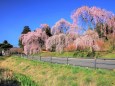 達谷窟毘沙門堂のしだれ桜