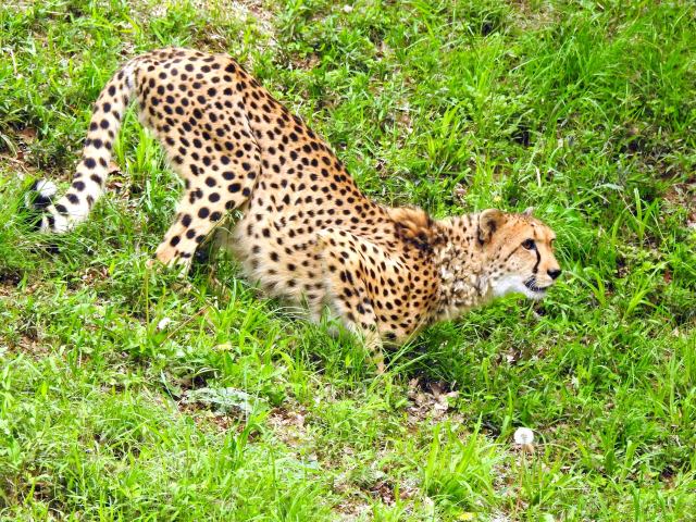 多摩動物園の人気者