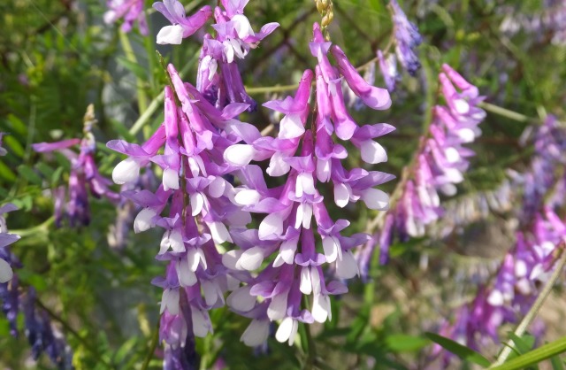 野生の豆の花