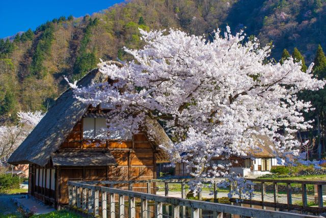 菅沼合掌造り集落と桜