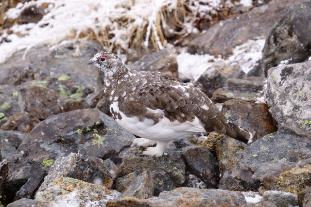 常念岳の雄雷鳥