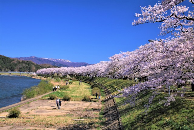 桧木内川堤の桜並木