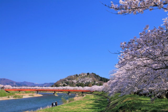 桧木内川堤の桜並木2