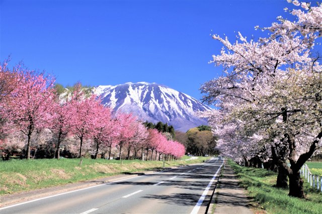 小岩井農場桜並木