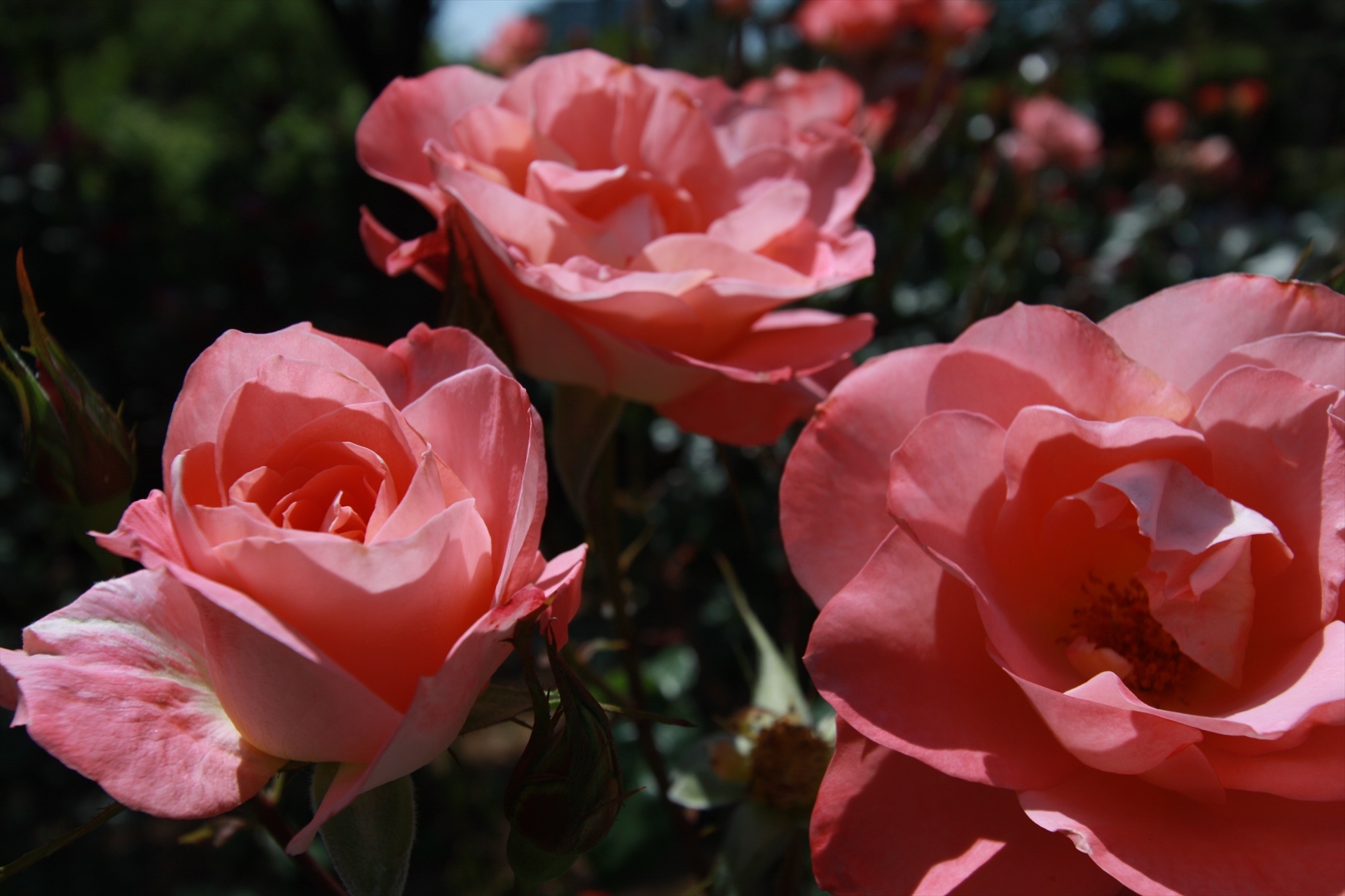 花 植物 真紅の薔薇 壁紙19x1280 壁紙館