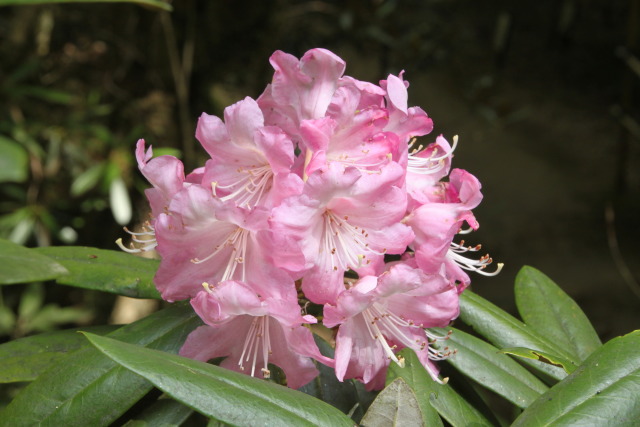 シャクナゲの花一輪