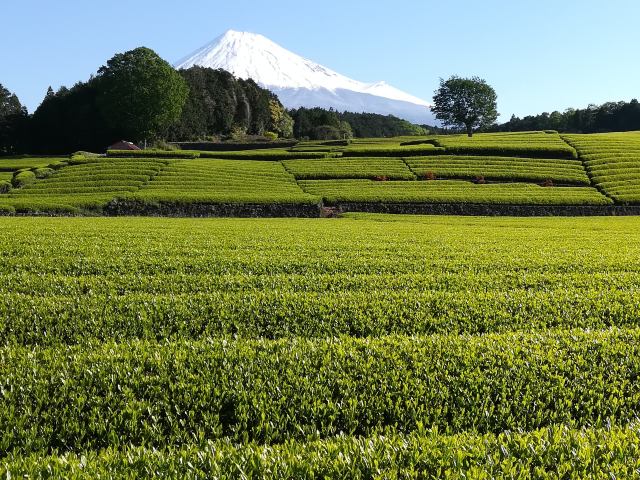 富士山と茶畑