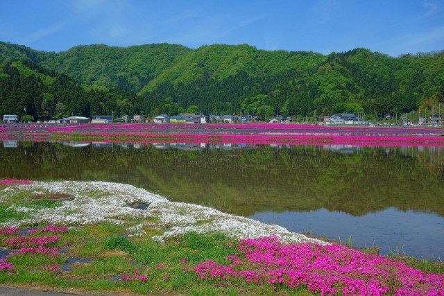 シバザクラ咲く中丁の水田