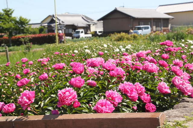 シャクャクの花