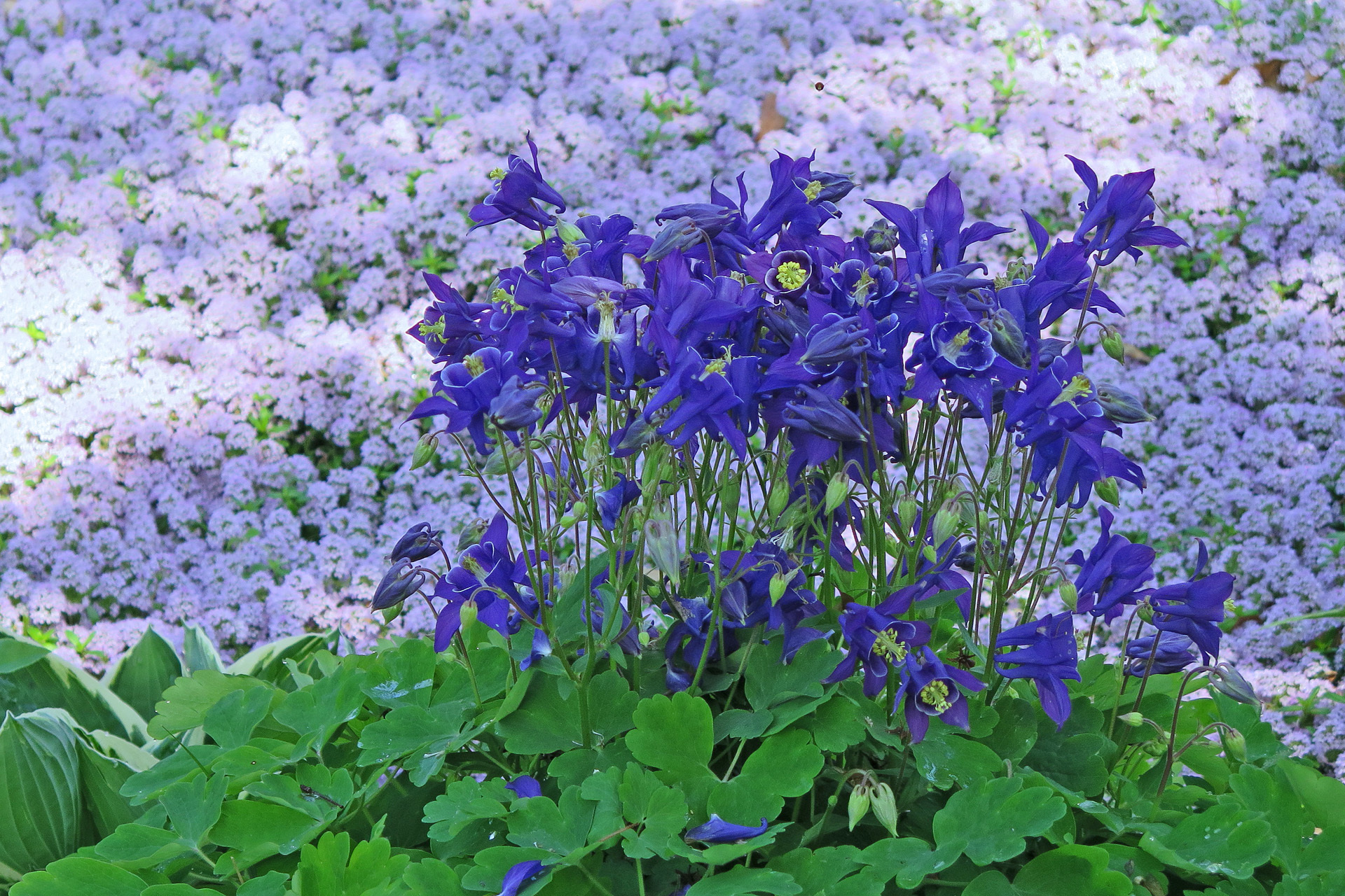 花 植物 オダマキ 壁紙19x1280 壁紙館