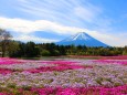 本栖湖芝桜