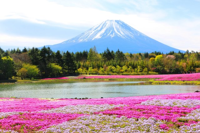 本栖湖芝桜