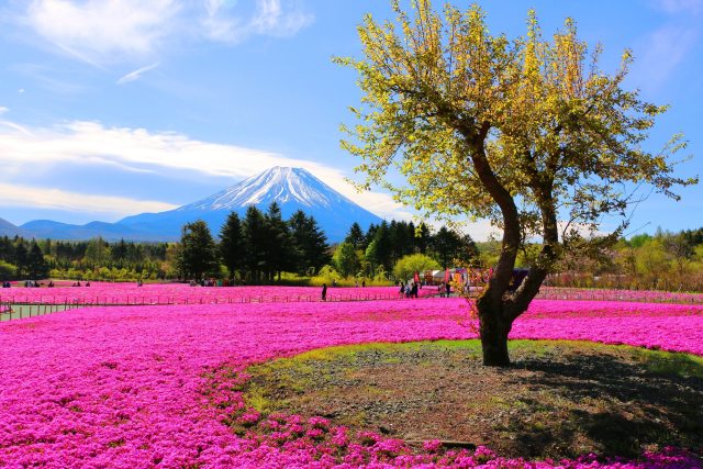 本栖湖芝桜