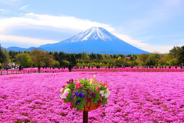 本栖湖芝桜