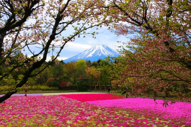 本栖湖芝桜