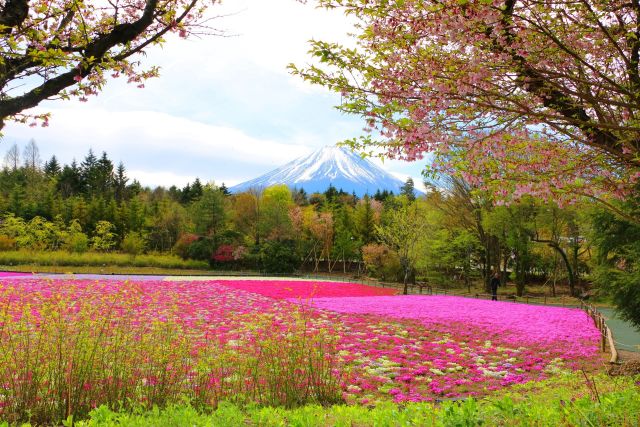 本栖湖芝桜