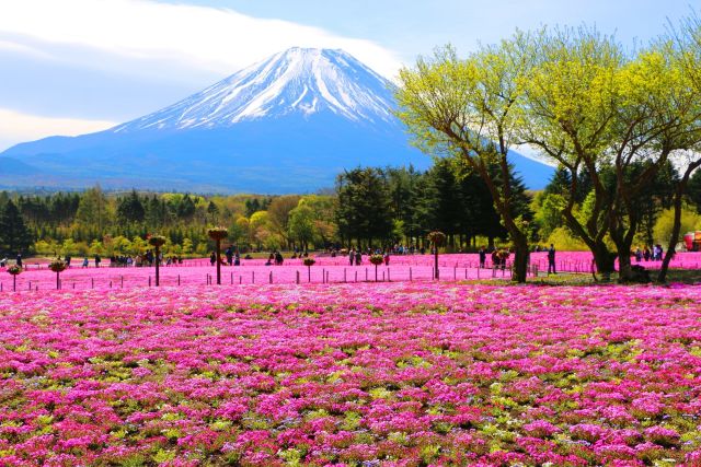 本栖湖芝桜