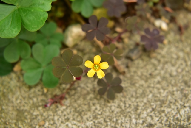 小さな花 カタバミ