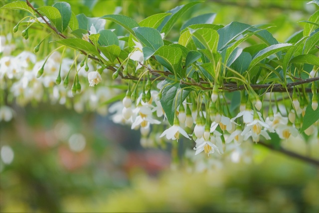 駿府城址公園のエゴノキの花