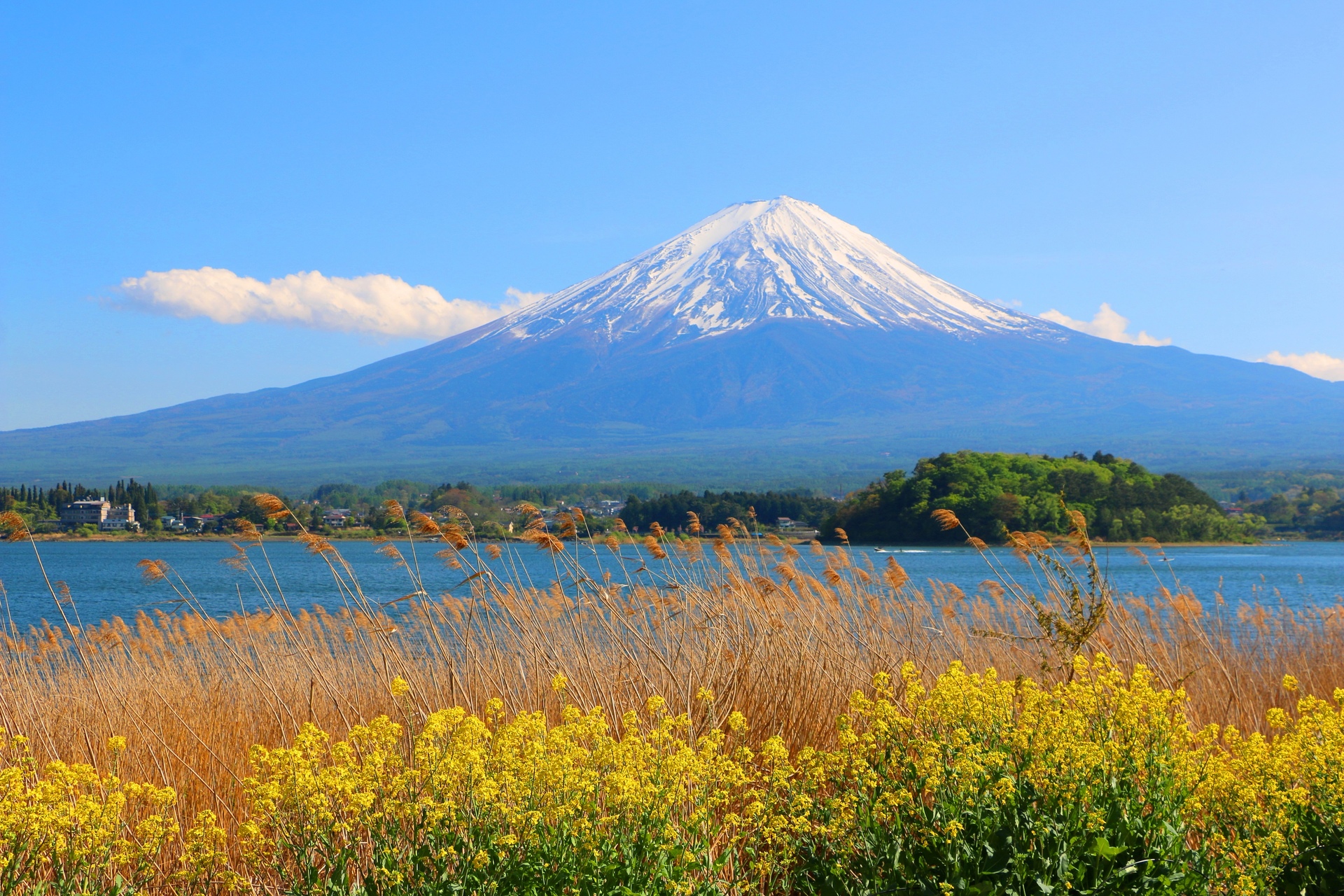 日本の風景 花と富士山 壁紙19x1280 壁紙館