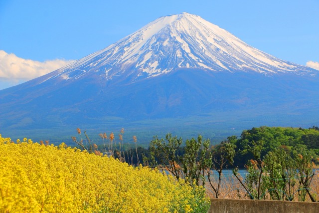 花と富士山