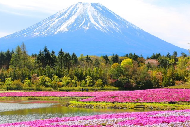 花と富士山