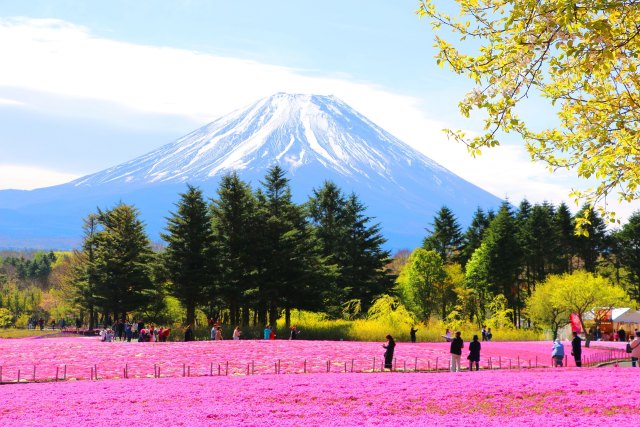 花と