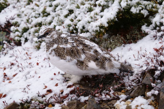 常念岳の雄雷鳥4