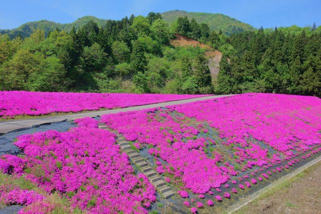 飯降の芝桜