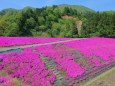 飯降の芝桜