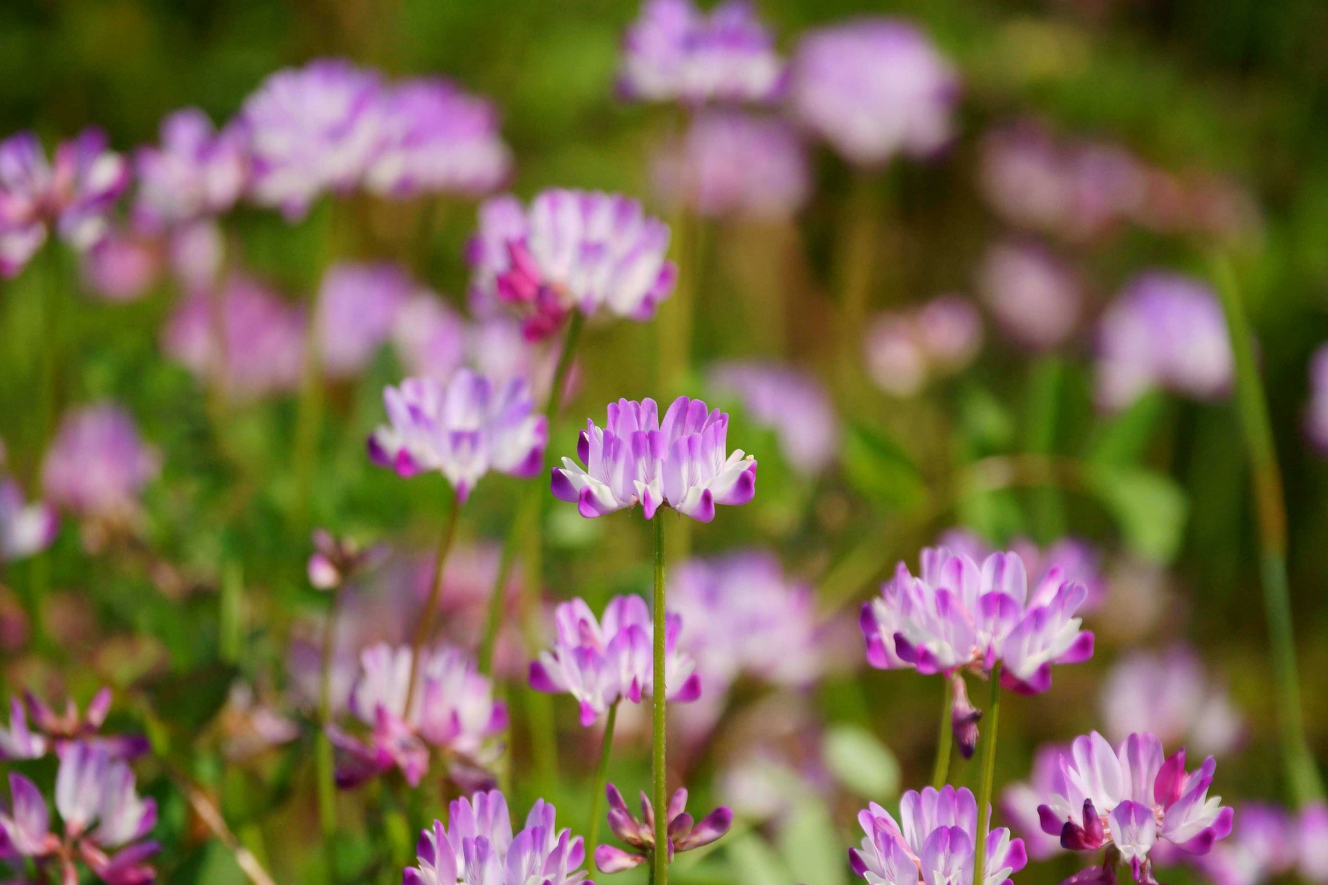 花 植物 光明寺の蓮華草の花 壁紙19x1280 壁紙館