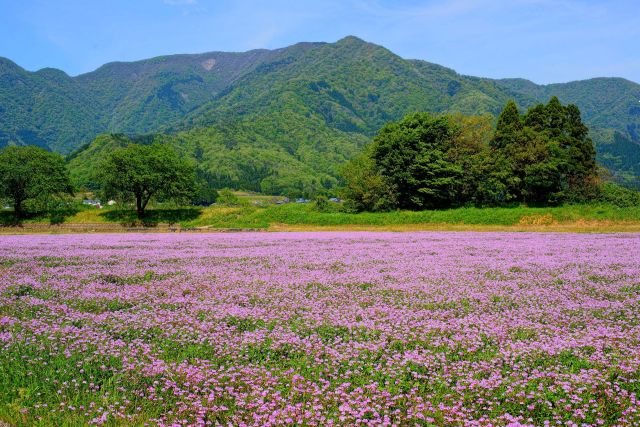 光明寺の蓮華畑