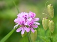 シナモンゼラニウムと小判草