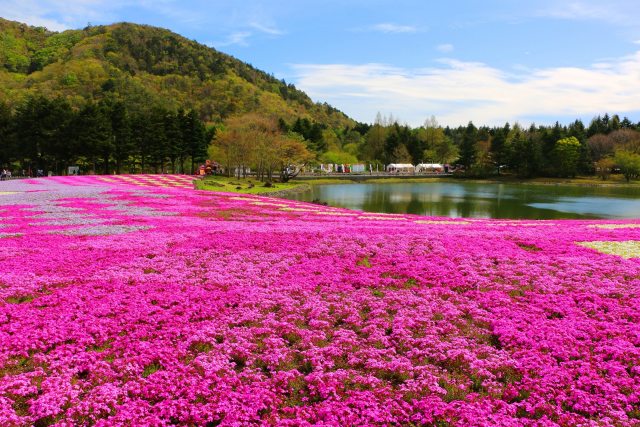 本栖湖芝桜