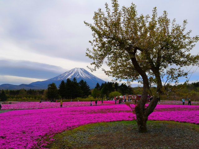 本栖湖芝桜