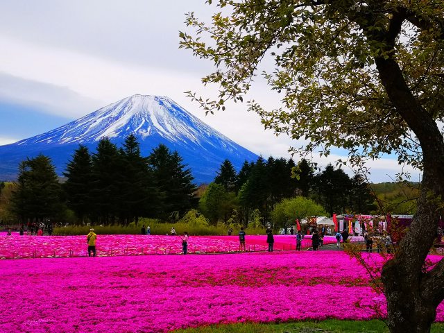 本栖湖芝桜