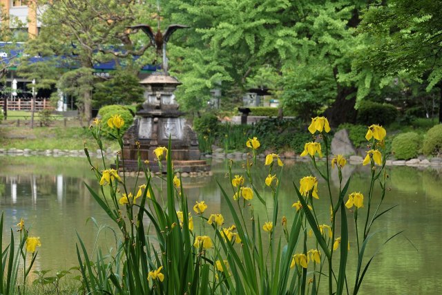 キショウブ咲く日比谷公園