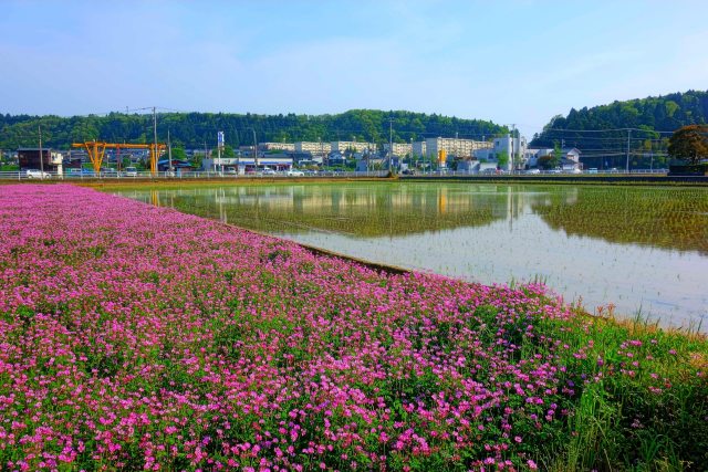 竹生町の蓮華畑