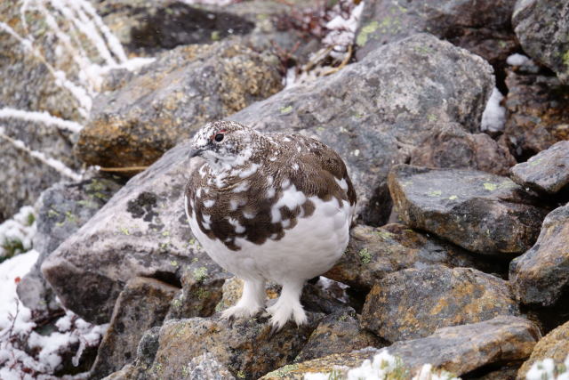 常念岳の雄雷鳥5