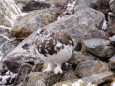 常念岳の雄雷鳥5