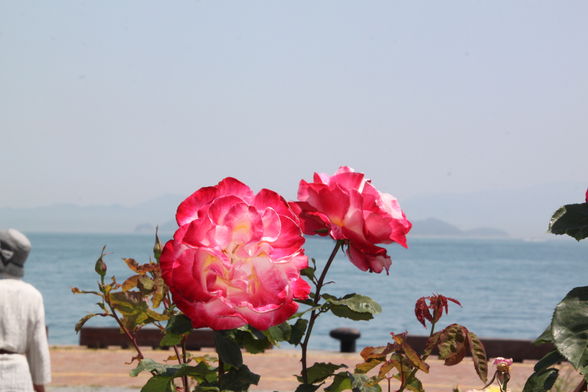 花 植物 赤いバラと青い空 壁紙19x1280 壁紙館