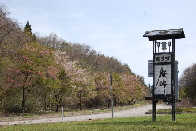 ここが桜峠！