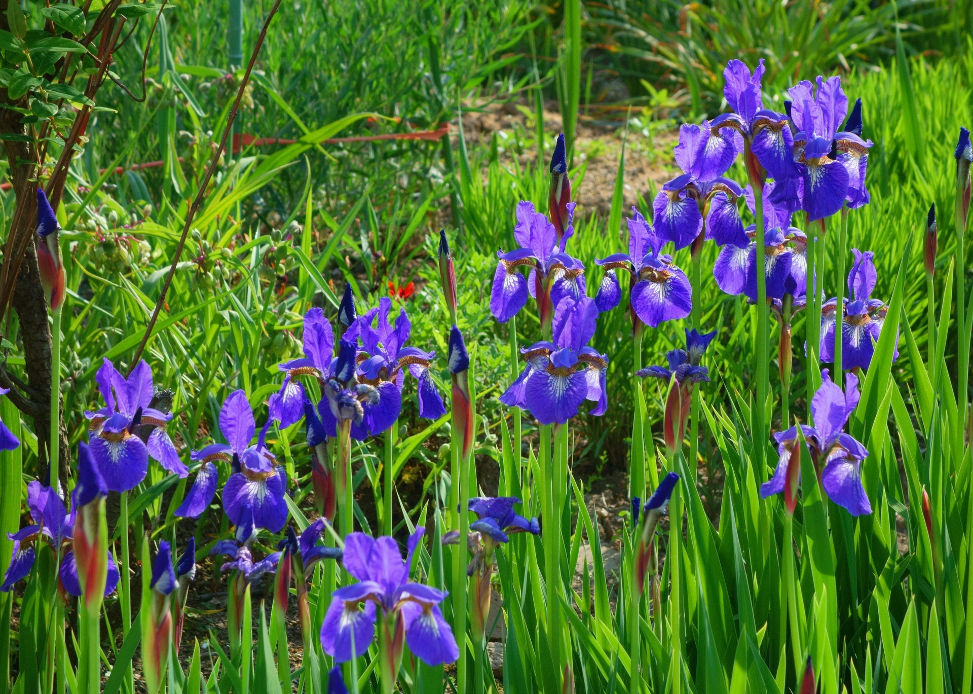 花 植物 初夏の花 菖蒲 壁紙19x1369 壁紙館