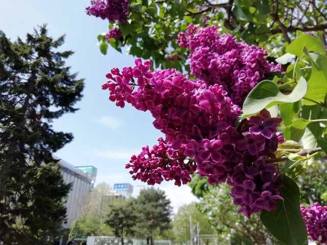 大通公園のライラック